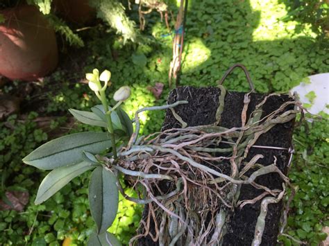 種蘭花的材料|蘭花種植必學指南：大師教你輕鬆養出美麗蘭花 